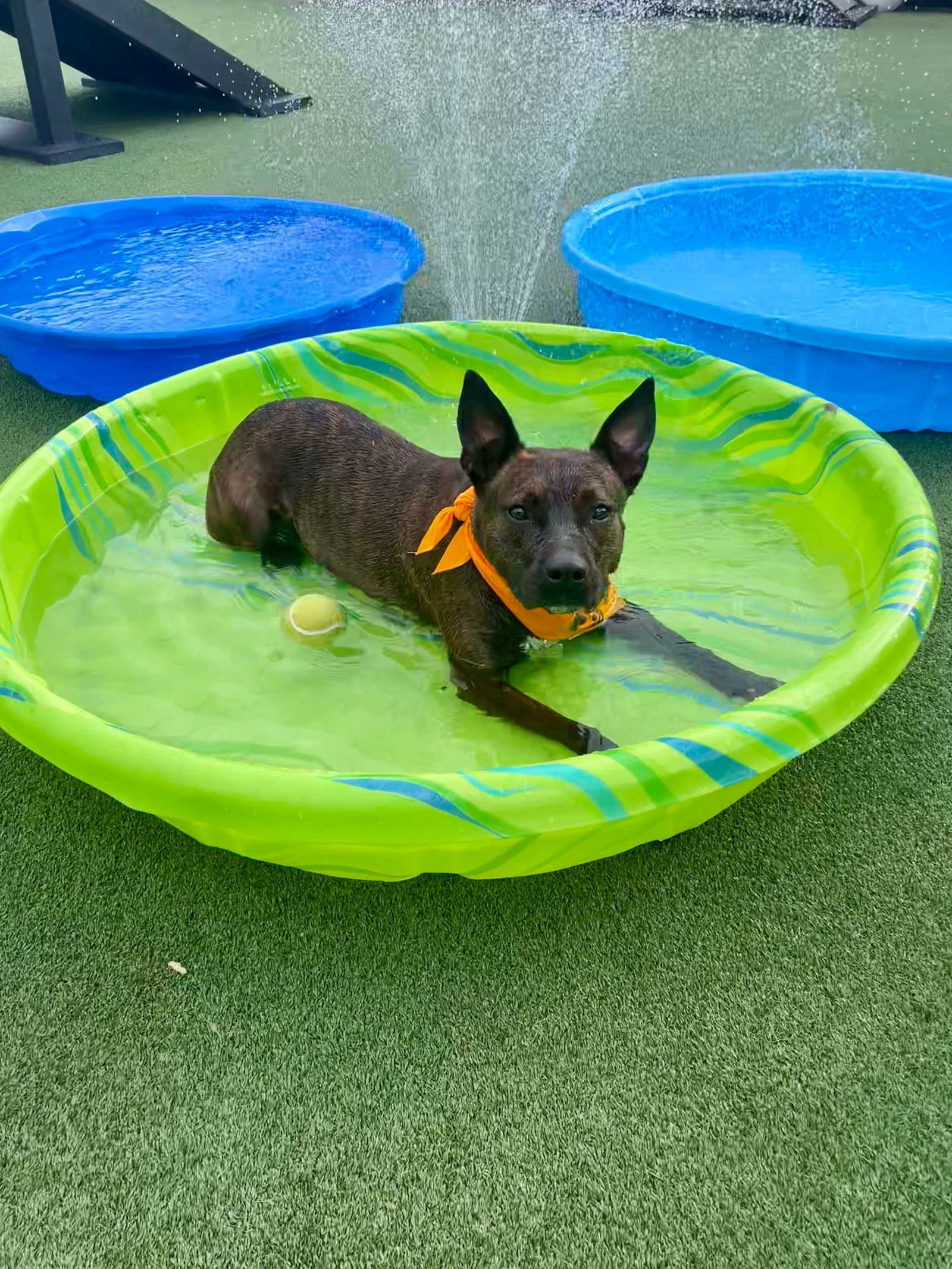 Faye - Hound Mix