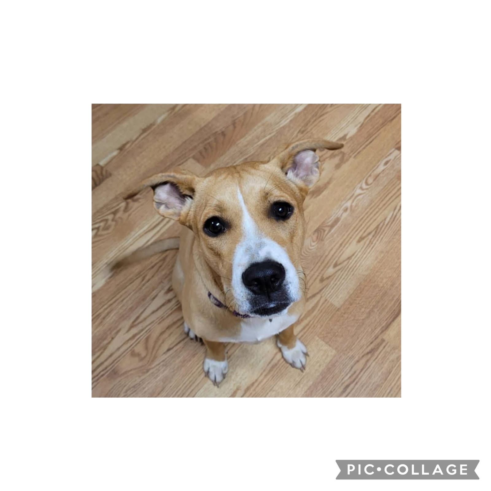 Lady - Catahoula Leopard Dog