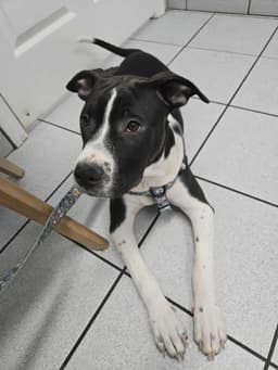 Jax image 1