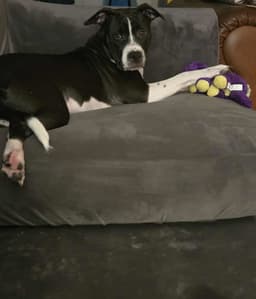 Jax image 2