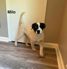 Milo image 3