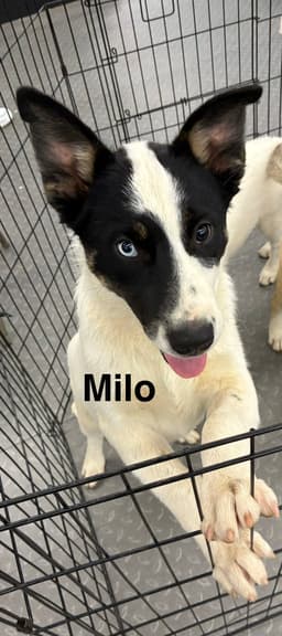 Milo image 2