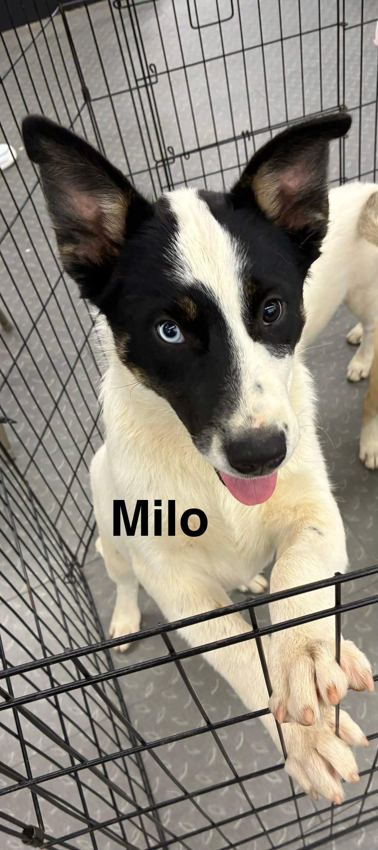 Milo - Husky