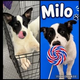 Milo image 1