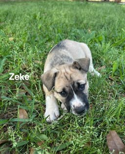 Zeke image 3