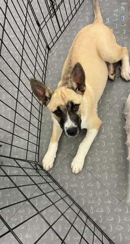 Zeke image 1