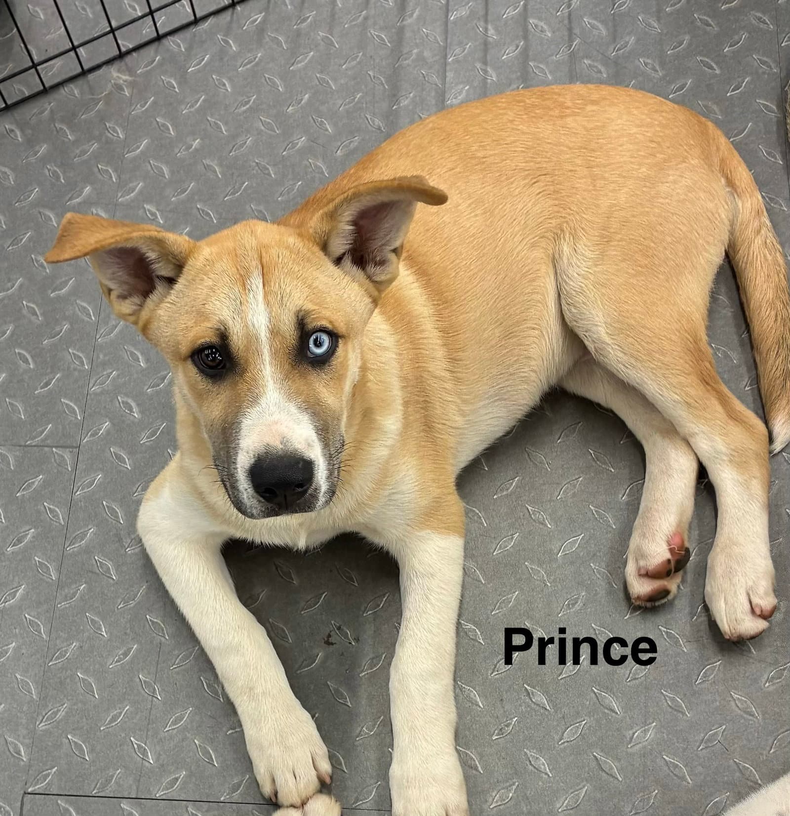 Prince - Husky