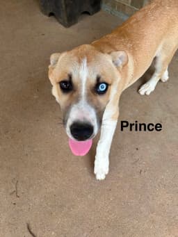 Prince image 3