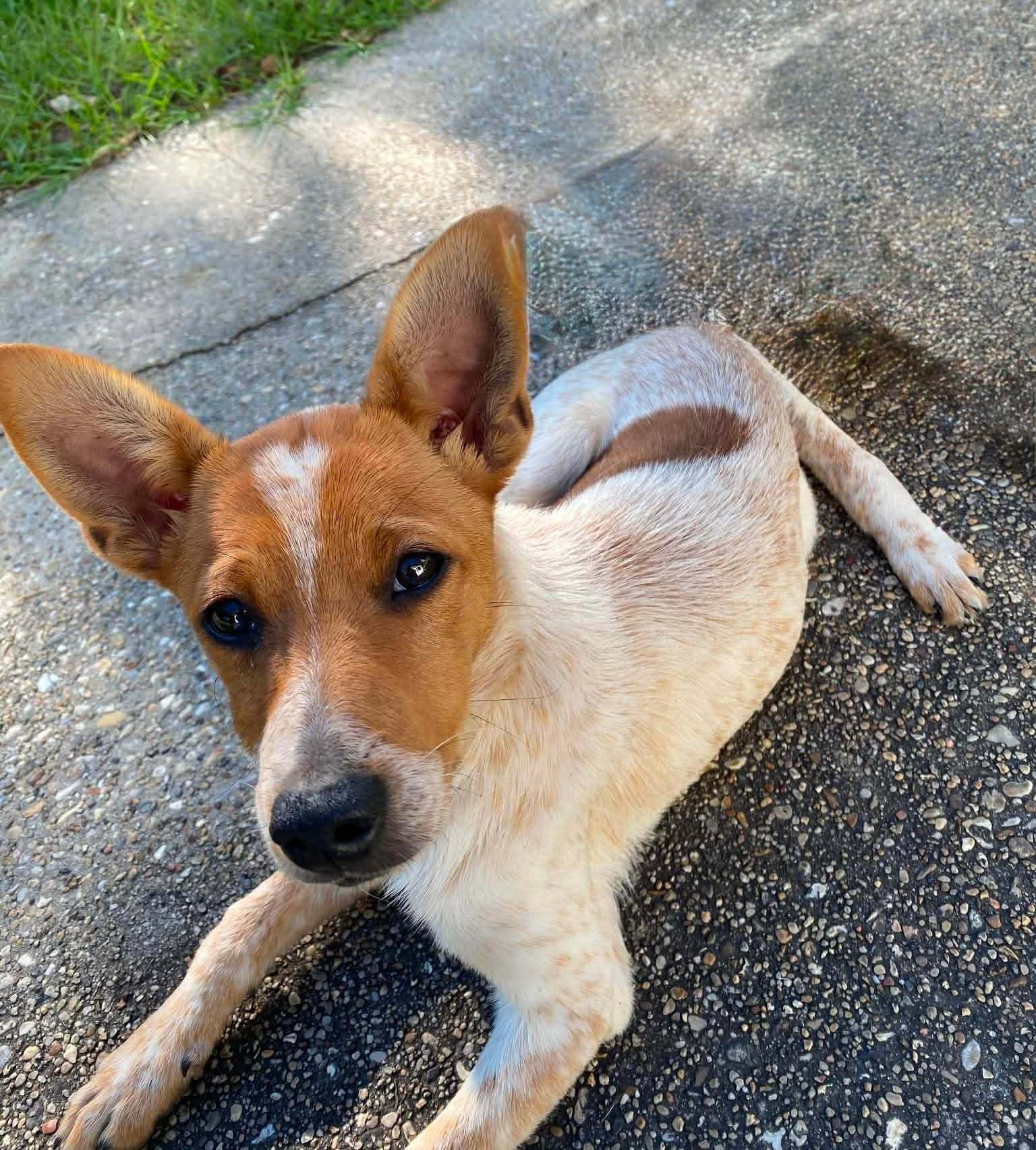 Banjo - Australian Cattle Dog/Blue Heeler