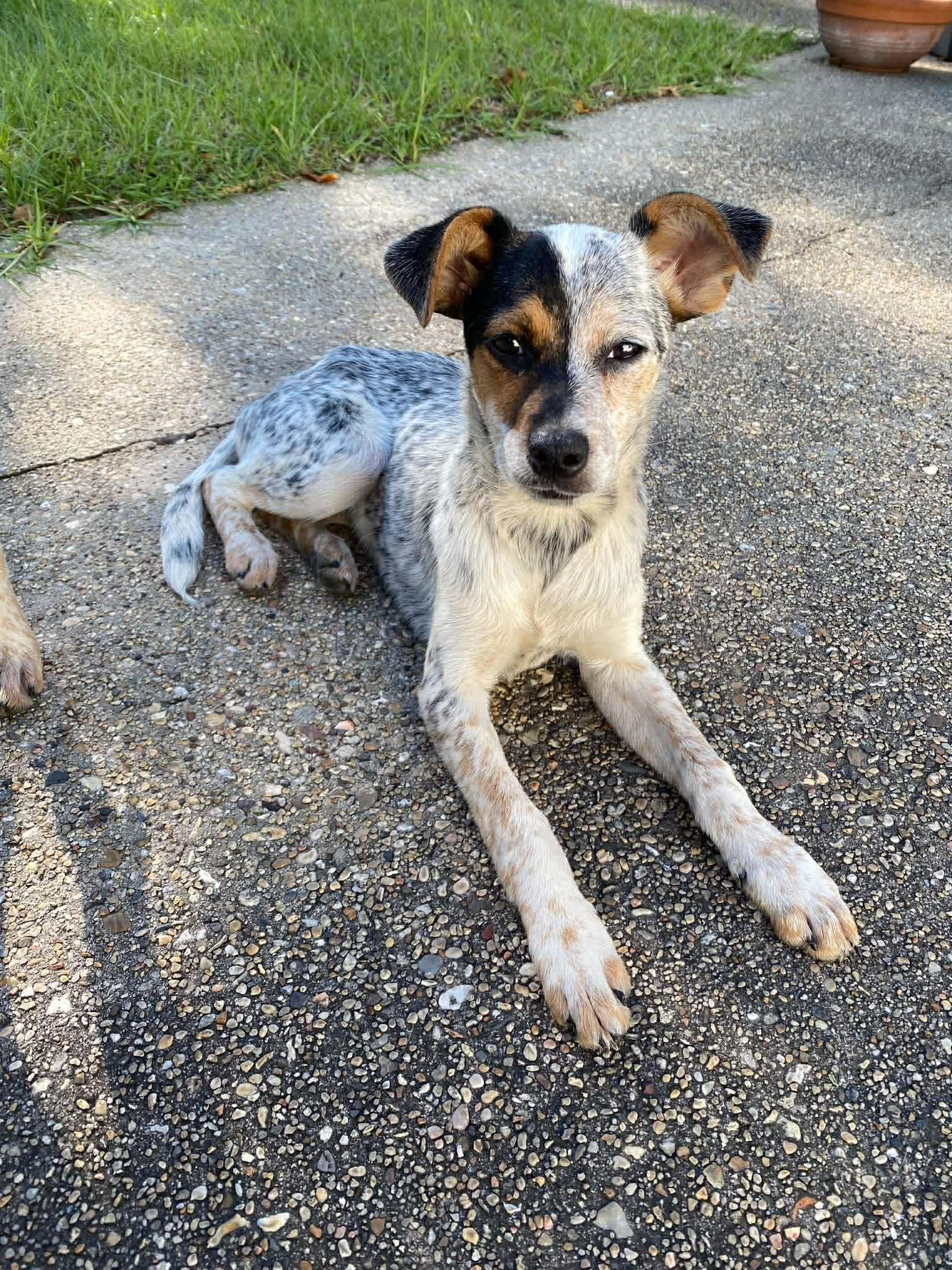 Frankie - Australian Cattle Dog/Blue Heeler