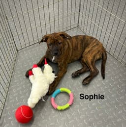 Sophie image 1