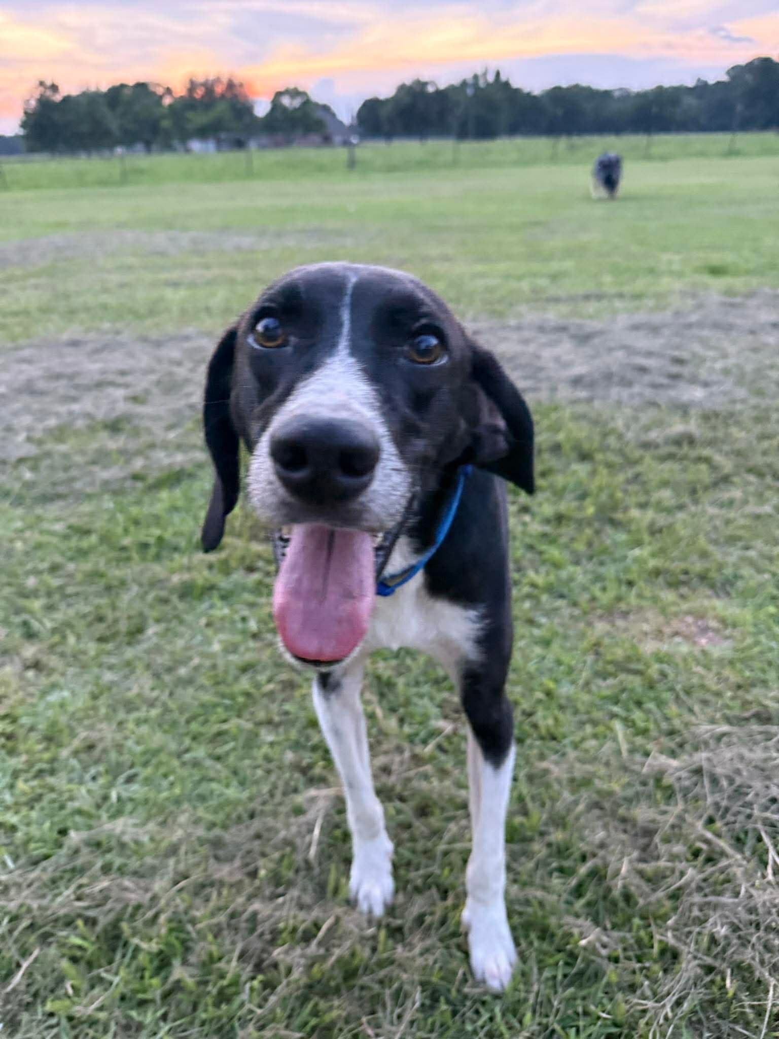 Buddy Senior - German Shorthaired Pointer