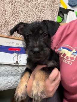 Milo Scruff image 1