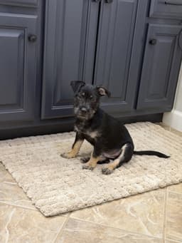 Milo Scruff image 2