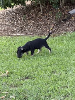 Milo Scruff image 4