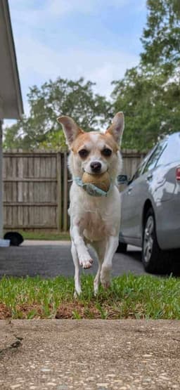 Daisy Pomchi image 1