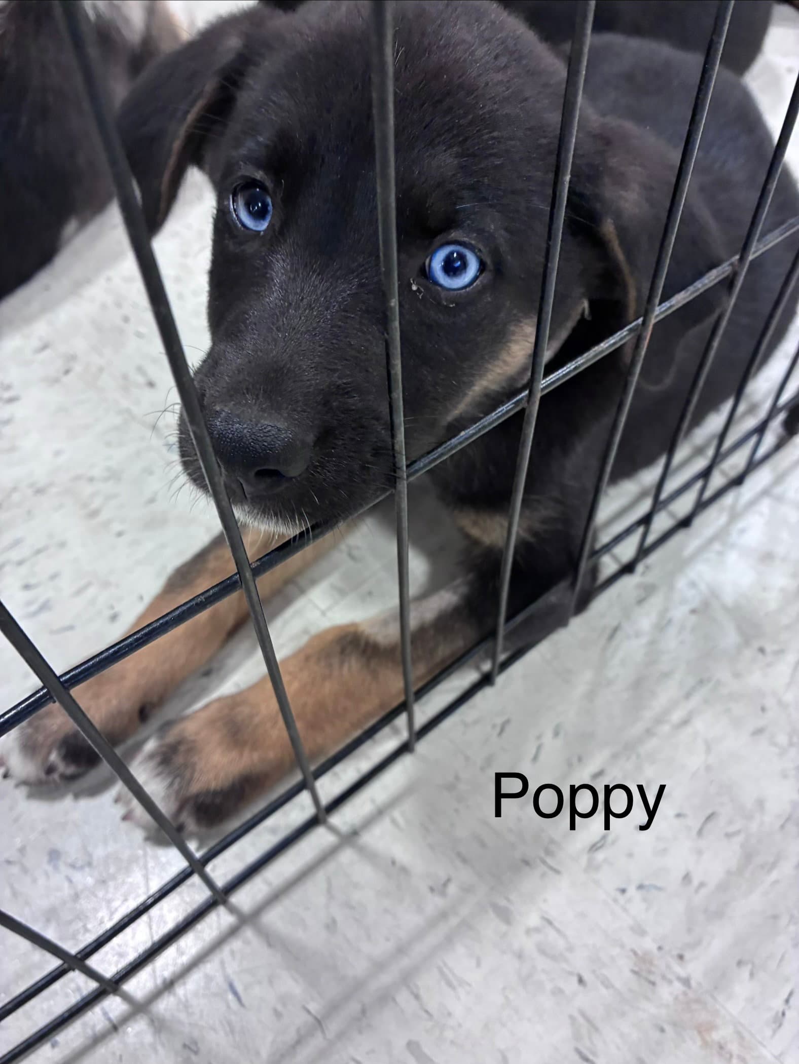 Poppy - Shepherd