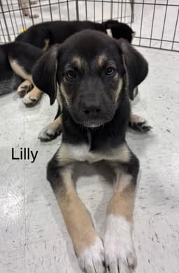 Lilly image 1