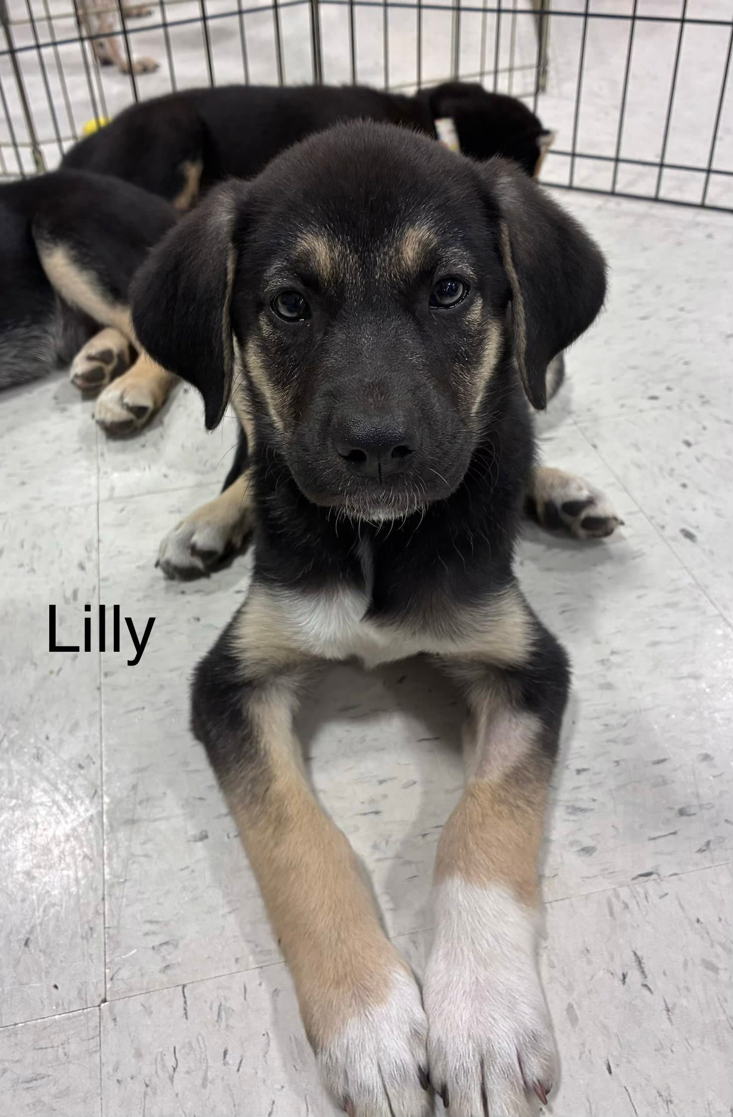 Lilly - Shepherd
