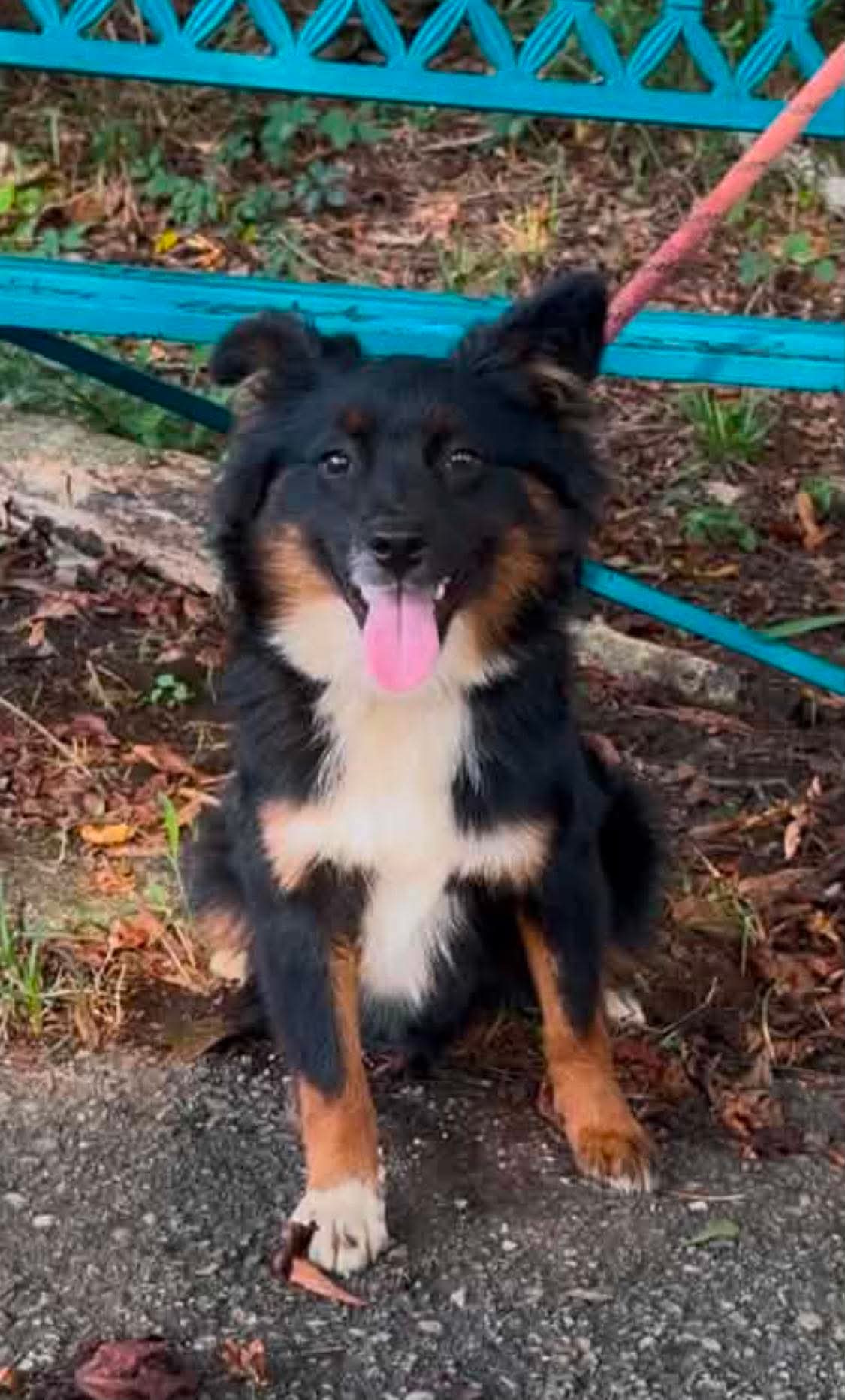 Kota - Australian Shepherd