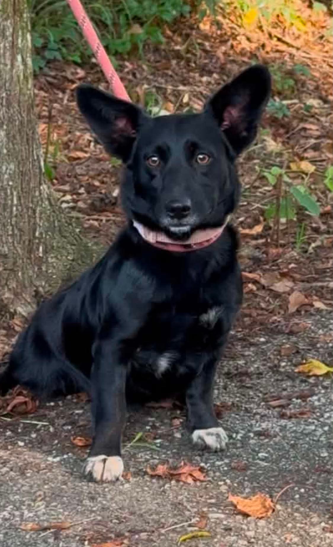 Jetta - Corgi