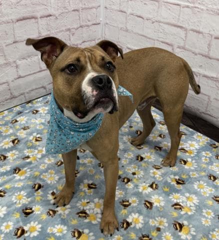 Banana Pudding - Boxer