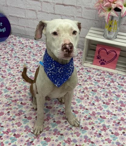 Icee - Pit Bull Terrier