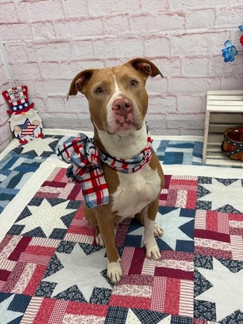 Alina - Pit Bull Terrier
