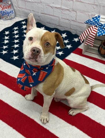 Clank - Pit Bull Terrier