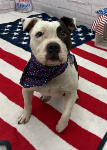Sahara Davenport - Pit Bull Terrier