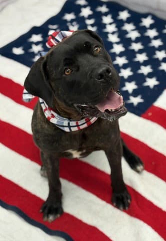 Jade Jolie - Cane Corso Mastiff