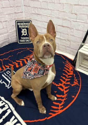 Drennan - Pit Bull Terrier
