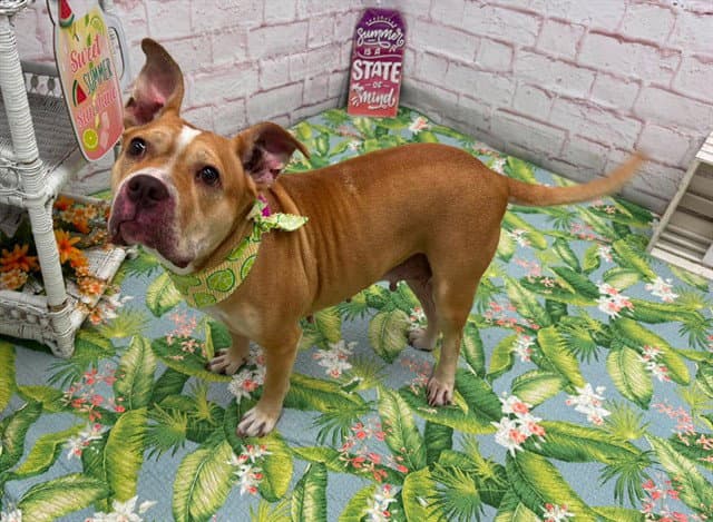 Poochie - Pit Bull Terrier