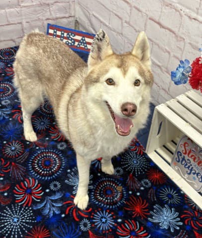 Mj - Siberian Husky