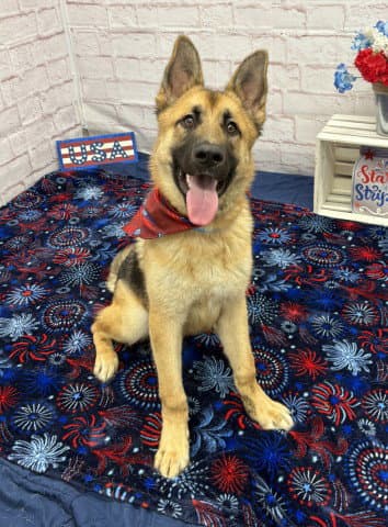 Robbie Turner - German Shepherd Dog
