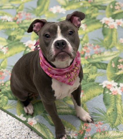 Ronnie - Pit Bull Terrier
