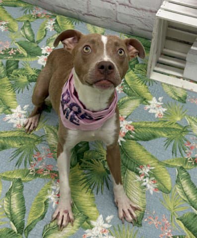 Irene - Pit Bull Terrier