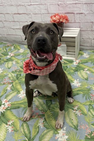 Lily - Pit Bull Terrier