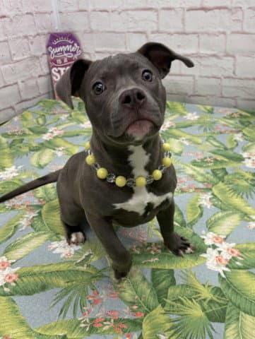 Dorothy - Pit Bull Terrier