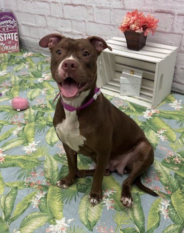 Taco Tina - American Staffordshire Terrier
