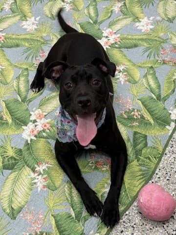 Darlene - Pit Bull Terrier