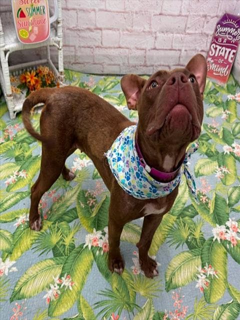 Divergent - Pit Bull Terrier