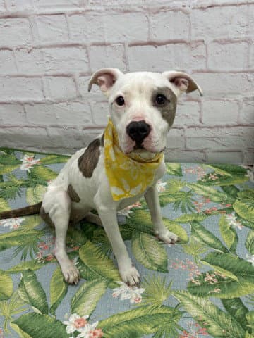 Princess Puppy - Pit Bull Terrier