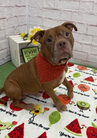 Max - Pit Bull Terrier