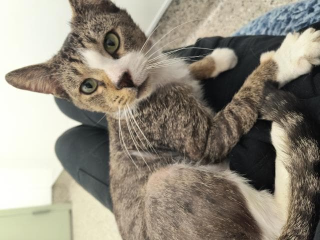 Bonzo - Domestic Short Hair