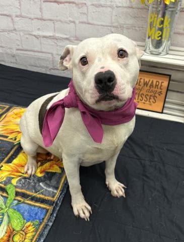 Gruna - Pit Bull Terrier