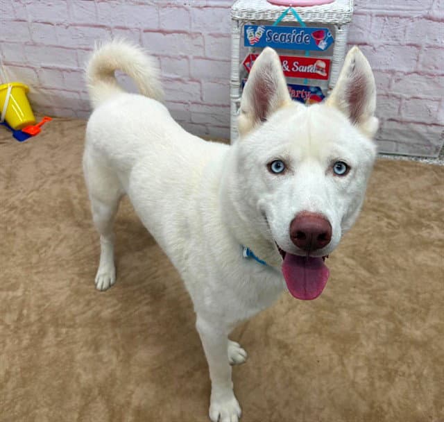 Blevin - Husky