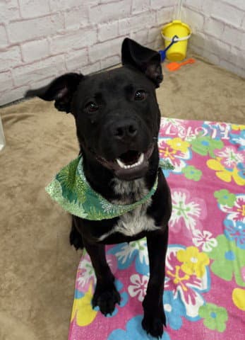 Higgins - Pit Bull Terrier