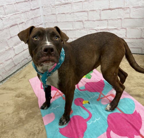 Taramyn - Pit Bull Terrier