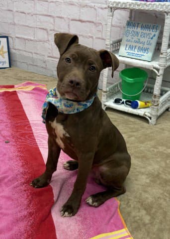 Grashow - Pit Bull Terrier